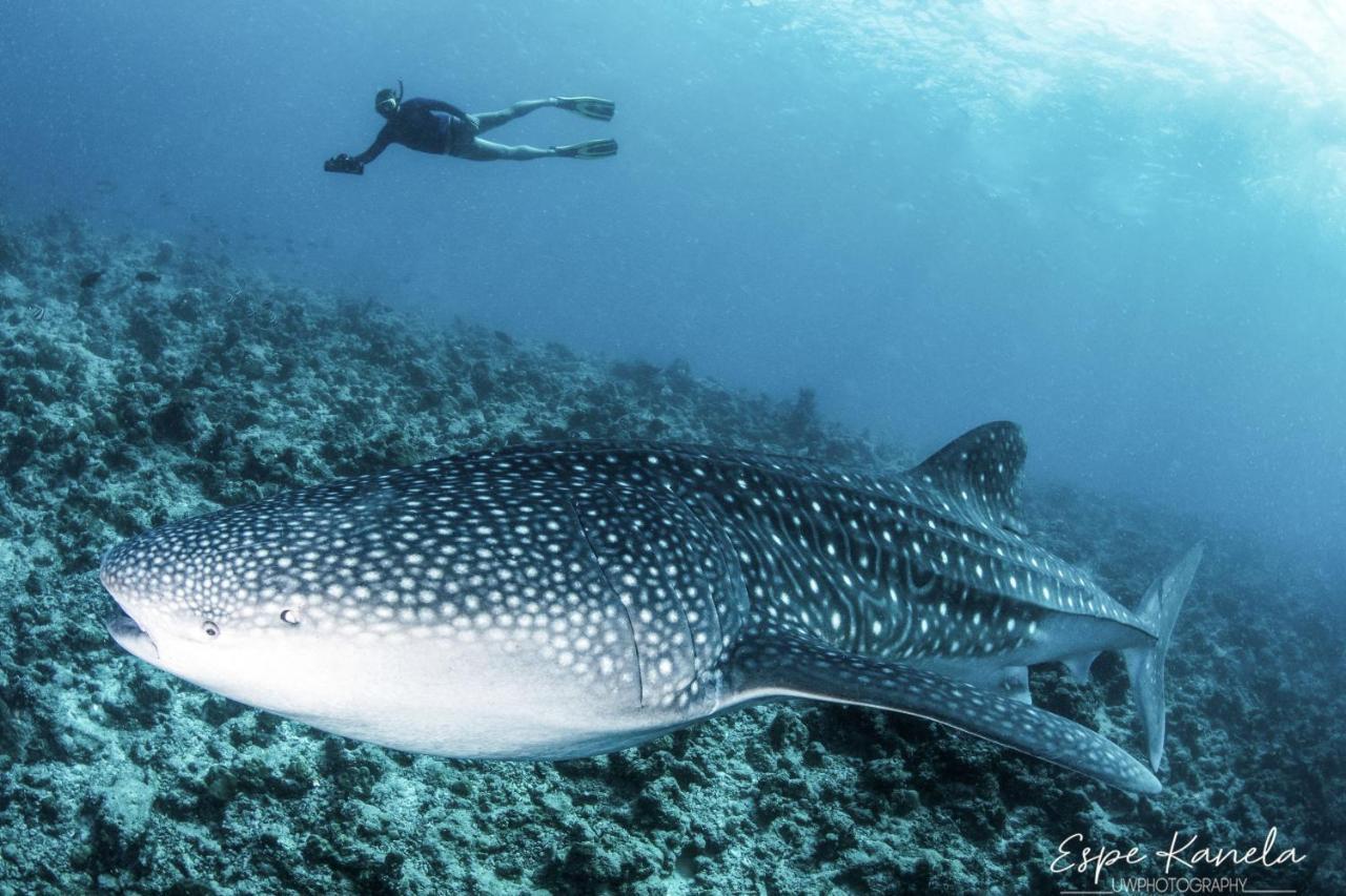 South Ari Dive Center Hotel Dhangethi Екстериор снимка