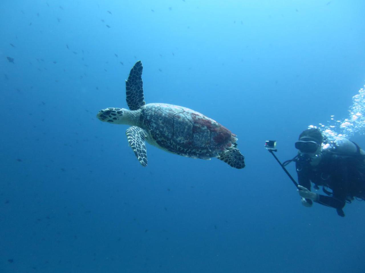 South Ari Dive Center Hotel Dhangethi Екстериор снимка